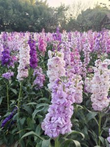 toko bunga di alam jaya